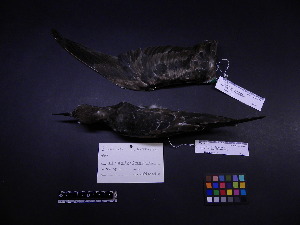  ( - 2001-0121)  @12 [ ] Copyright (2013) Takema  Saitoh Yamashina Institute for Ornithology