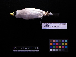  ( - 2001-0149)  @13 [ ] Copyright (2013) Takema  Saitoh Yamashina Institute for Ornithology