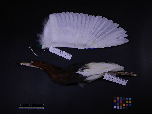  ( - 2001-0186)  @13 [ ] Copyright (2013) Takema  Saitoh Yamashina Institute for Ornithology