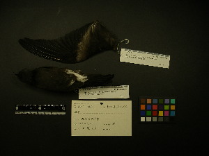  ( - 2001-0251)  @12 [ ] Copyright (2013) Takema  Saitoh Yamashina Institute for Ornithology