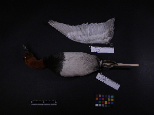  ( - 2002-0144)  @12 [ ] Copyright (2013) Takema  Saitoh Yamashina Institute for Ornithology