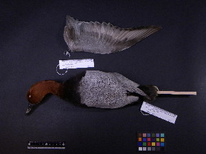  ( - 2002-0144)  @12 [ ] Copyright (2013) Takema  Saitoh Yamashina Institute for Ornithology