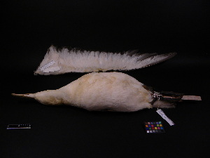  ( - 2002-0196)  @12 [ ] Copyright (2013) Takema  Saitoh Yamashina Institute for Ornithology