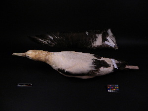  ( - 2002-0196)  @12 [ ] Copyright (2013) Takema  Saitoh Yamashina Institute for Ornithology