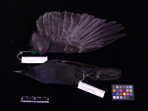  ( - 2002-0248)  @12 [ ] Copyright (2013) Takema  Saitoh Yamashina Institute for Ornithology
