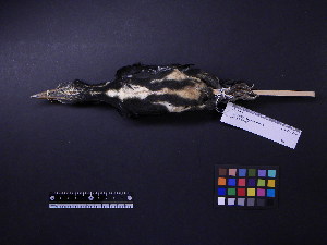  ( - 2002-0288)  @12 [ ] Copyright (2013) Takema  Saitoh Yamashina Institute for Ornithology