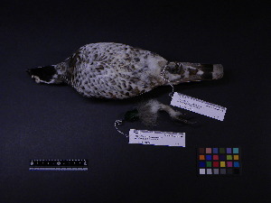  ( - 2002-0310)  @12 [ ] Copyright (2013) Takema  Saitoh Yamashina Institute for Ornithology