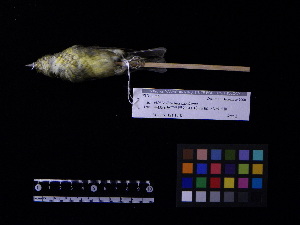  (Ficedula narcissina - 2002-0369)  @11 [ ] Copyright (2020) Takema  Saitoh Yamashina Institute for Ornithology