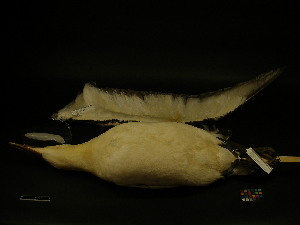  (Phoebastria albatrus - 2003-0071)  @12 [ ] Copyright (2013) Takema  Saitoh Yamashina Institute for Ornithology