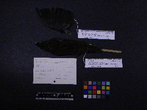 ( - 2003-0092)  @12 [ ] Copyright (2013) Takema  Saitoh Yamashina Institute for Ornithology