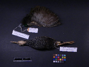  ( - 2003-0101)  @12 [ ] Copyright (2013) Takema  Saitoh Yamashina Institute for Ornithology