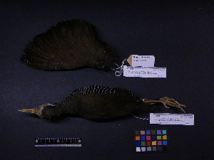  ( - 2003-0101)  @13 [ ] Copyright (2013) Takema  Saitoh Yamashina Institute for Ornithology