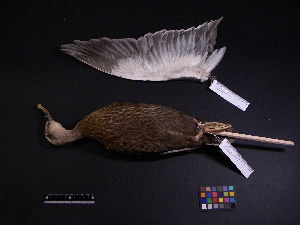  (Anas poecilorhyncha - 2003-0117)  @11 [ ] Copyright (2013) Takema  Saitoh Yamashina Institute for Ornithology