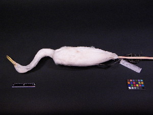  ( - 2003-0125)  @13 [ ] Copyright (2013) Takema  Saitoh Yamashina Institute for Ornithology