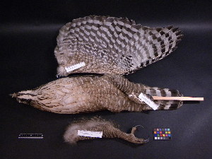  ( - 2003-0129)  @13 [ ] Copyright (2013) Takema  Saitoh Yamashina Institute for Ornithology
