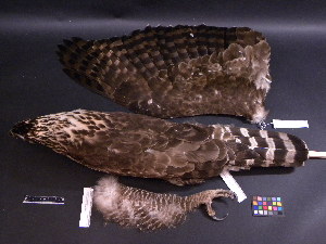  ( - 2003-0129)  @13 [ ] Copyright (2013) Takema  Saitoh Yamashina Institute for Ornithology