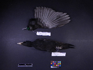  ( - 2003-0170)  @12 [ ] Copyright (2013) Takema  Saitoh Yamashina Institute for Ornithology