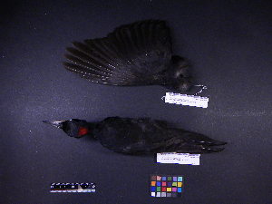  ( - 2003-0170)  @12 [ ] Copyright (2013) Takema  Saitoh Yamashina Institute for Ornithology