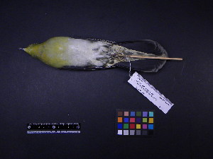  ( - 2003-0224)  @13 [ ] Copyright (2013) Takema  Saitoh Yamashina Institute for Ornithology
