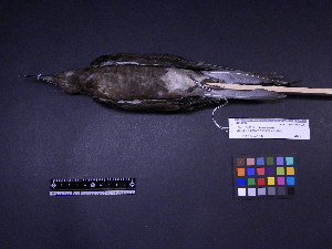  ( - 2003-0251)  @12 [ ] Copyright (2013) Takema  Saitoh Yamashina Institute for Ornithology