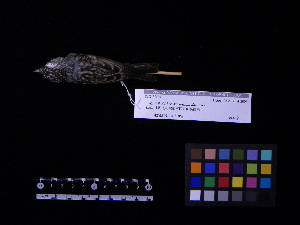  ( - 2004-0052)  @12 [ ] Copyright (2013) Takema  Saitoh Yamashina Institute for Ornithology