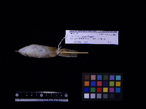  ( - 2004-0071)  @12 [ ] Copyright (2013) Takema  Saitoh Yamashina Institute for Ornithology