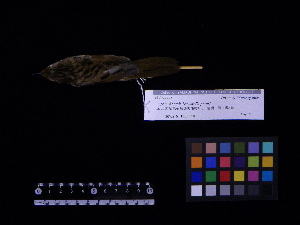  ( - 2004-0071)  @12 [ ] Copyright (2013) Takema  Saitoh Yamashina Institute for Ornithology