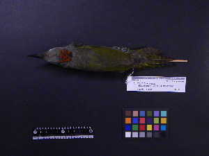  ( - 2004-0235)  @12 [ ] Copyright (2013) Takema  Saitoh Yamashina Institute for Ornithology