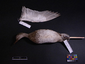  ( - 2005-0005)  @12 [ ] Copyright (2013) Takema  Saitoh Yamashina Institute for Ornithology