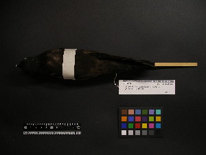  ( - 2005-0015)  @12 [ ] Copyright (2013) Takema  Saitoh Yamashina Institute for Ornithology