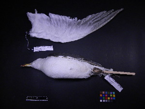  ( - 2005-0127)  @13 [ ] Copyright (2013) Takema  Saitoh Yamashina Institute for Ornithology