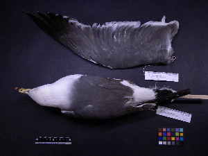  ( - 2005-0127)  @12 [ ] Copyright (2013) Takema  Saitoh Yamashina Institute for Ornithology