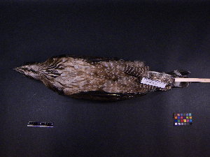  (Nisaetus nipalensis - 2005-0133)  @13 [ ] Copyright (2013) Takema  Saitoh Yamashina Institute for Ornithology