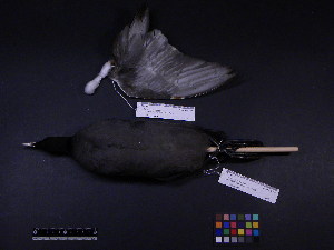  ( - 2005-0511)  @12 [ ] Copyright (2013) Takema  Saitoh Yamashina Institute for Ornithology