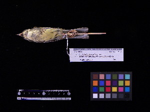  (Emberiza spodocephala - 2005-0650)  @14 [ ] Copyright (2013) Takema  Saitoh Yamashina Institute for Ornithology