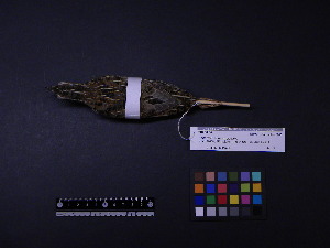  ( - 2005-0727)  @12 [ ] Copyright (2013) Takema  Saitoh Yamashina Institute for Ornithology