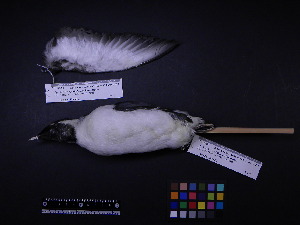  ( - 2006-0002)  @12 [ ] Copyright (2013) Takema  Saitoh Yamashina Institute for Ornithology
