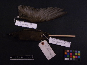  ( - 2006-0020)  @12 [ ] Copyright (2013) Takema  Saitoh Yamashina Institute for Ornithology