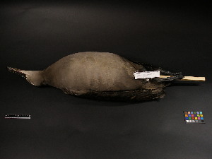  (Phoebastria nigripes - 2006-0021)  @12 [ ] Copyright (2013) Takema  Saitoh Yamashina Institute for Ornithology