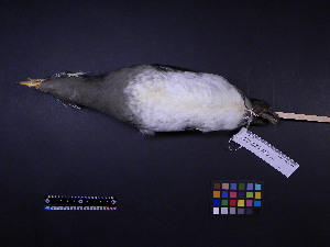  (Cerorhinca monocerata - 2006-0093)  @12 [ ] Copyright (2013) Takema  Saitoh Yamashina Institute for Ornithology
