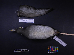  ( - 2006-0094)  @12 [ ] Copyright (2013) Takema  Saitoh Yamashina Institute for Ornithology