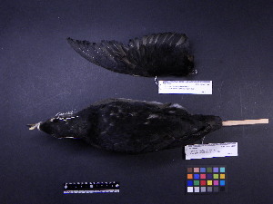  ( - 2006-0094)  @12 [ ] Copyright (2013) Takema  Saitoh Yamashina Institute for Ornithology