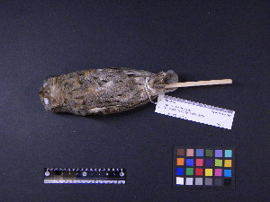  ( - 2006-0126)  @12 [ ] Copyright (2013) Takema  Saitoh Yamashina Institute for Ornithology