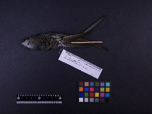  ( - 2006-0134)  @12 [ ] Copyright (2013) Takema  Saitoh Yamashina Institute for Ornithology