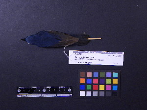  ( - 2006-0156)  @13 [ ] Copyright (2013) Takema  Saitoh Yamashina Institute for Ornithology
