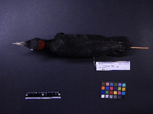  ( - 2006-0191)  @12 [ ] Copyright (2013) Takema  Saitoh Yamashina Institute for Ornithology