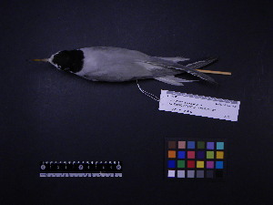  ( - 2006-0193)  @11 [ ] Copyright (2013) Takema  Saitoh Yamashina Institute for Ornithology