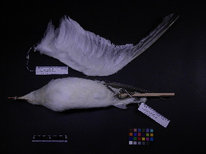  ( - 2006-0198)  @12 [ ] Copyright (2013) Takema  Saitoh Yamashina Institute for Ornithology