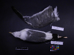  ( - 2006-0198)  @12 [ ] Copyright (2013) Takema  Saitoh Yamashina Institute for Ornithology