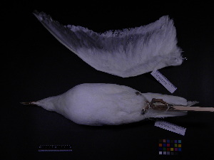 ( - 2006-0233)  @11 [ ] Copyright (2013) Takema  Saitoh Yamashina Institute for Ornithology